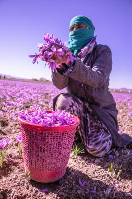 A farmer harvesting vibrant purple saffron flowers in a saffron field, with a basket full of freshly picked blooms under a clear blue sky.