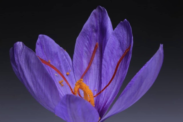 Close-up of a vibrant purple saffron flower with crimson-red threads and yellow pollen in the center, symbolizing the purity and richness of kesar.